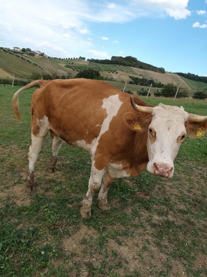 Casa Di Campagna Villa De Luca Bellante Bagian luar foto